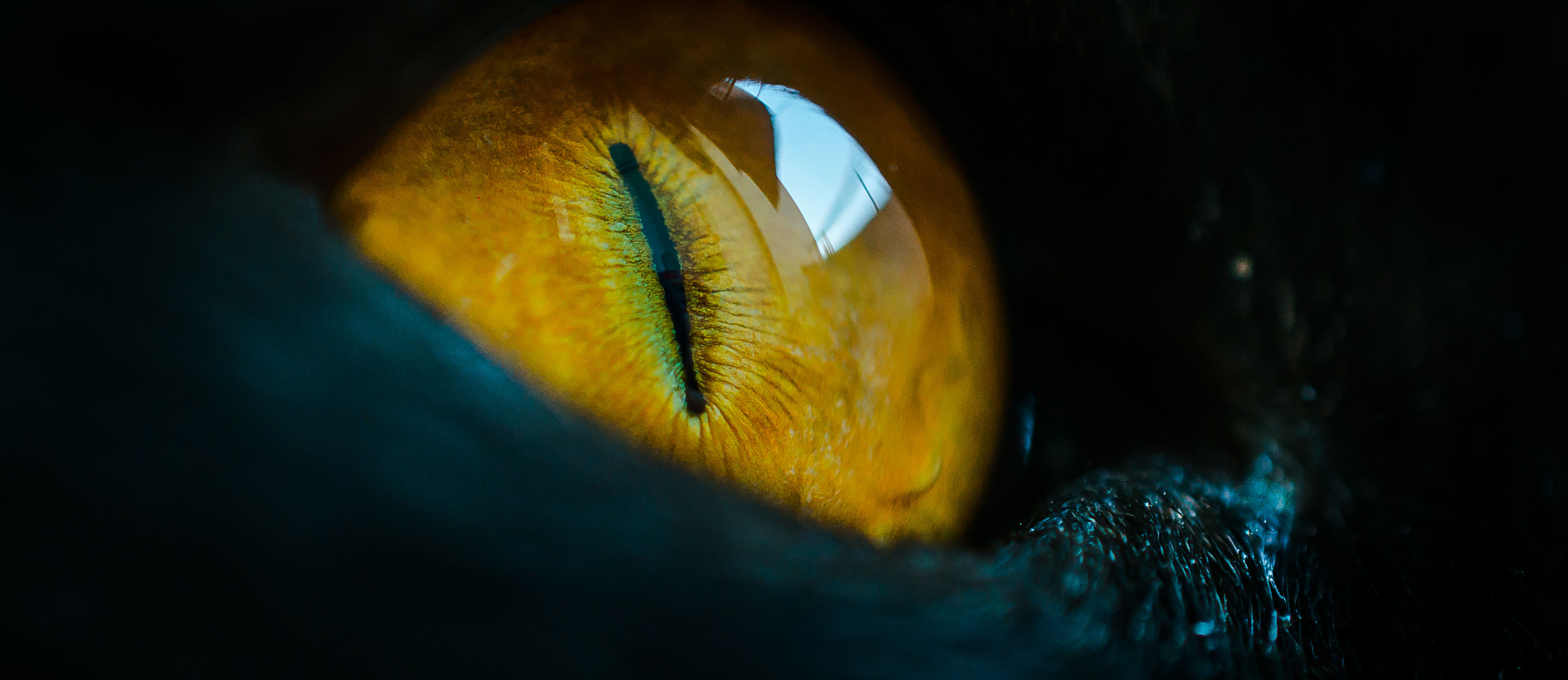 Un regard sur Cachan